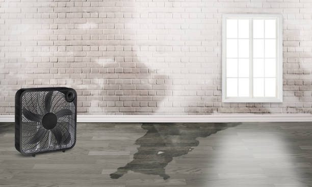 Best Water damage mitigation services  in Brookland, AR